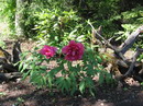 Paeonia Suffruticosa